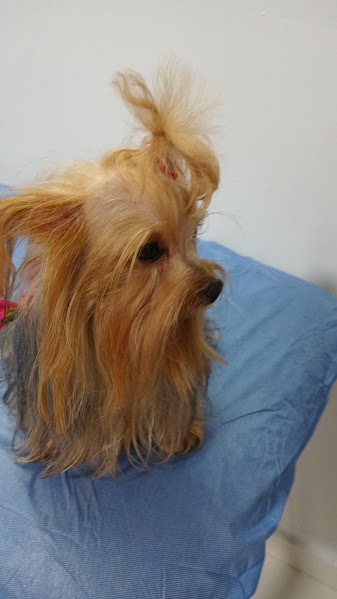 Molly antes de llegar donde nosotros